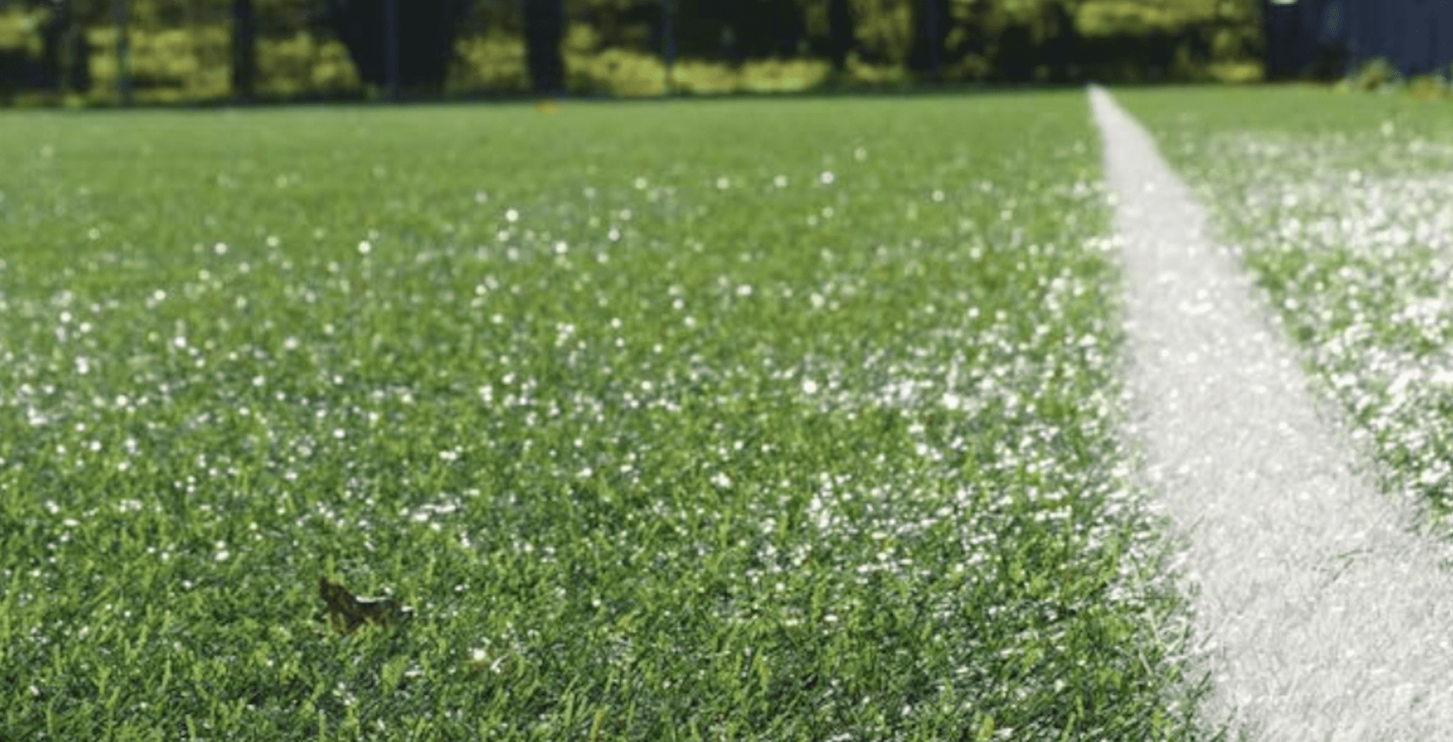 Caimi-International-Lechner